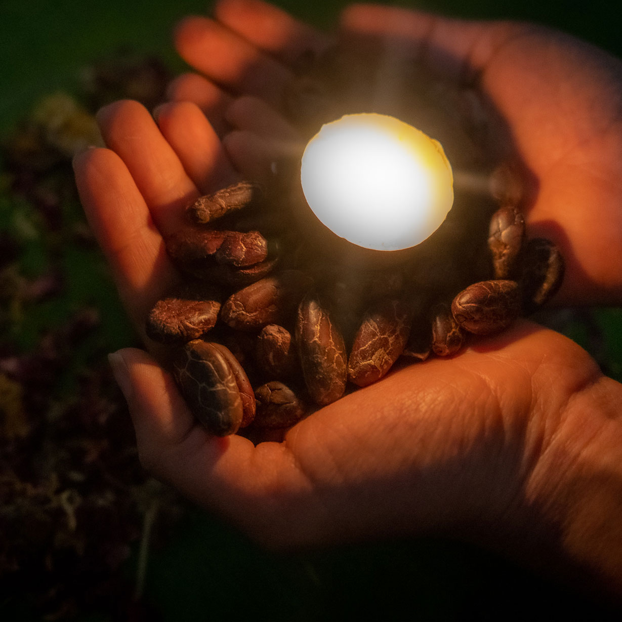 CACAO CEREMONIAL